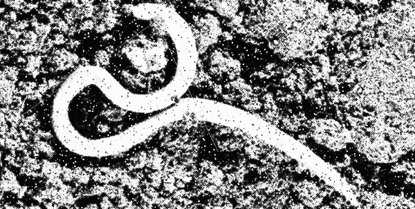 under the full moon, vol. 7 iss. 3